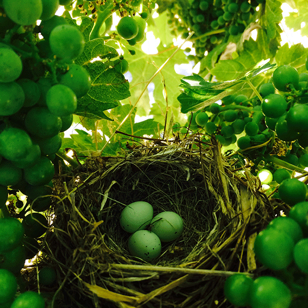 Hummingbird-nest-among-Bogle's-vineyards-in-Cabernet-grapevines