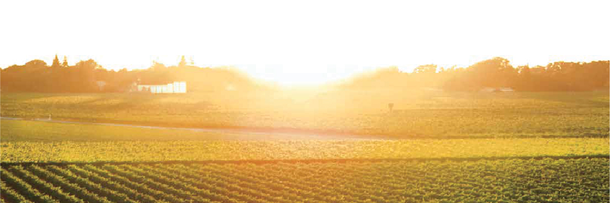 Sunset over Bogle vineyards in Clarksburg, CA Delta