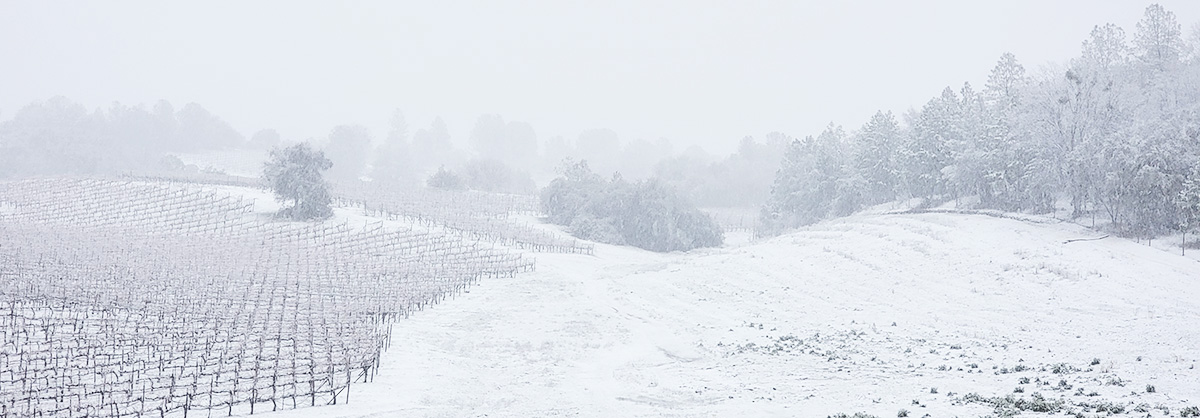 Snow covering Bogle vineyards in Northern California
